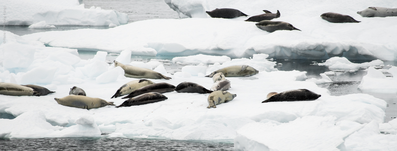 Antarctica - January 2017