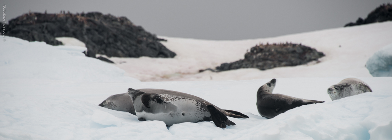 Antarctica - January 2017