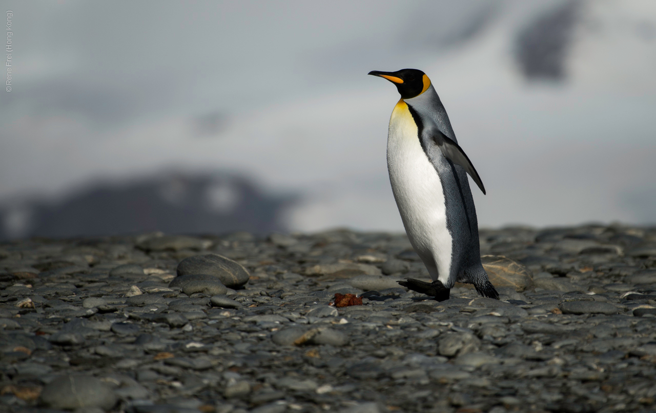 Antarctica - January 2017