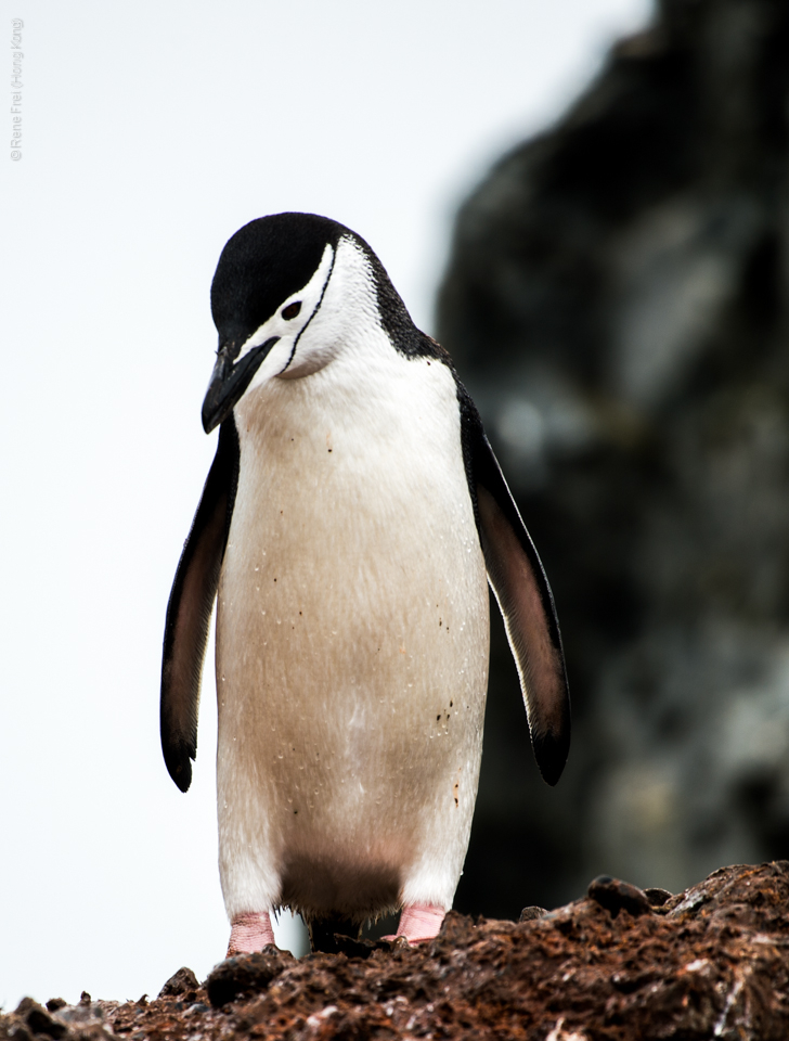 Antarctica - January 2017