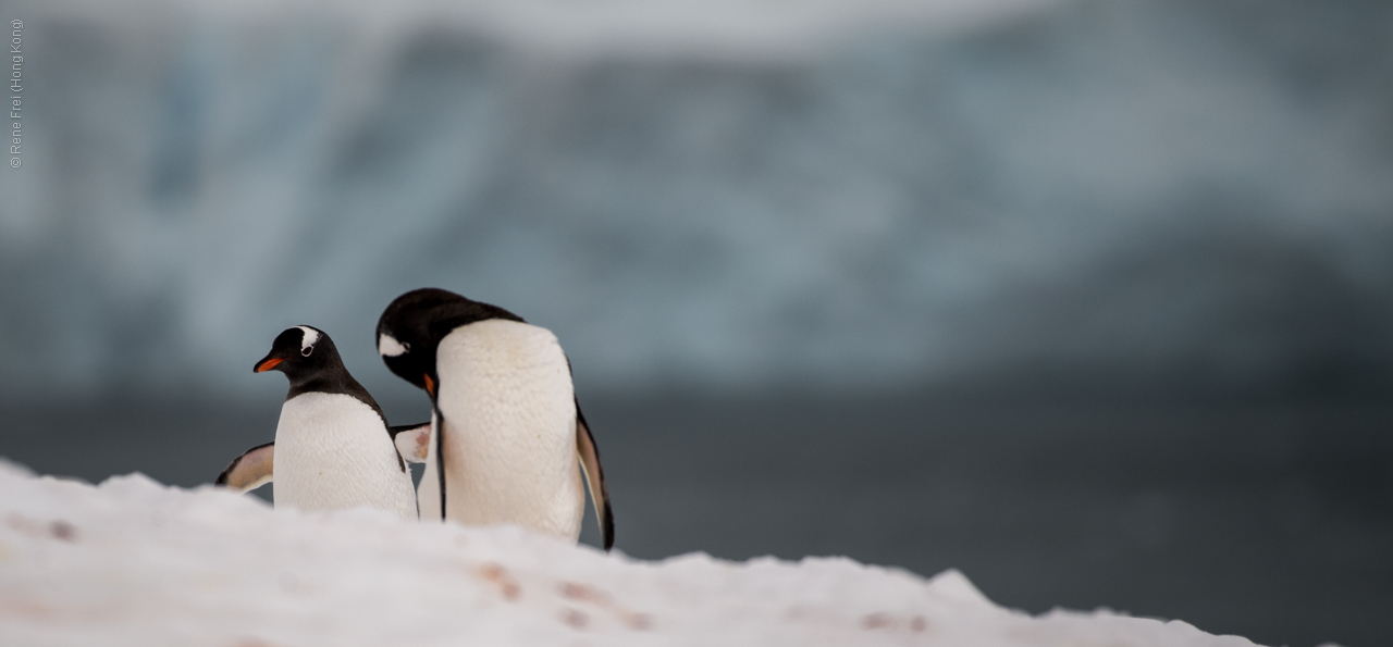 Antarctica - January 2017