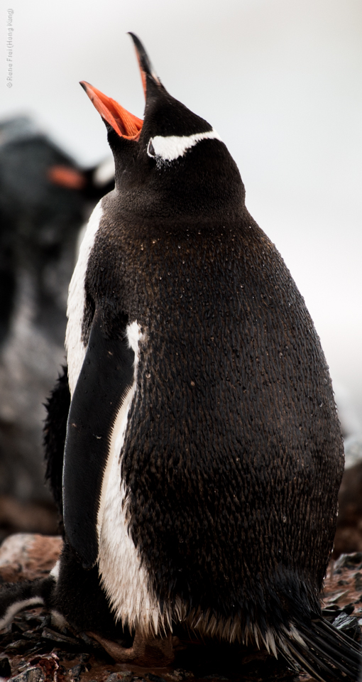 Antarctica - January 2017