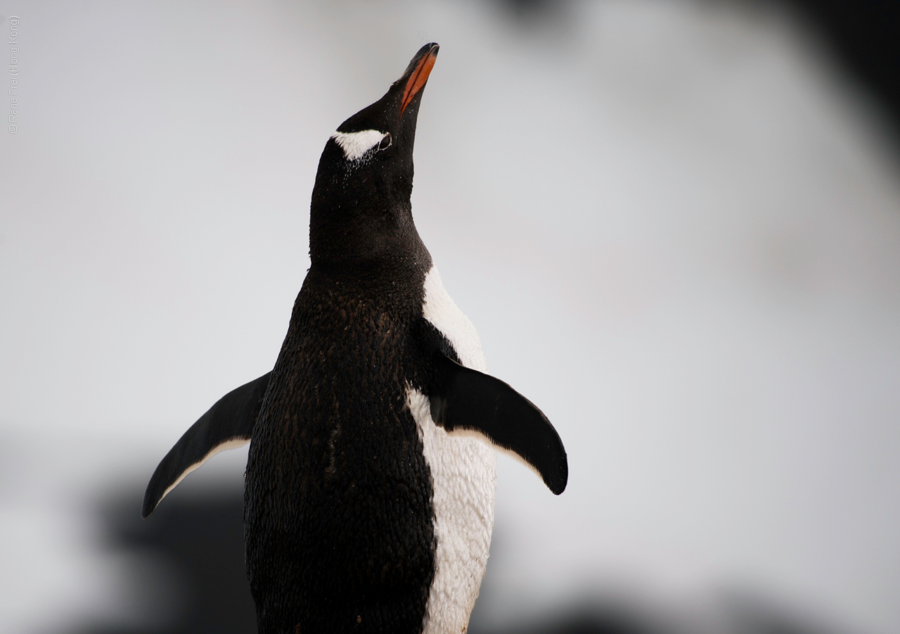 Antarctica - January 2017