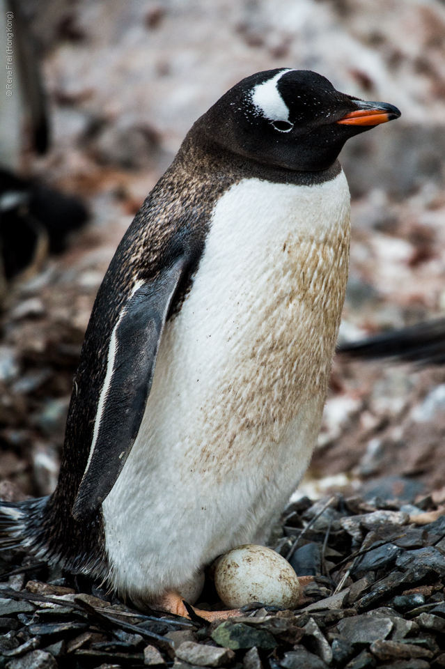 Antarctica - January 2017