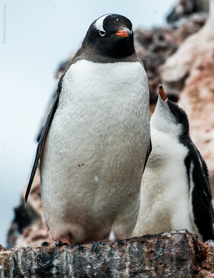 Antarctica - January 2017