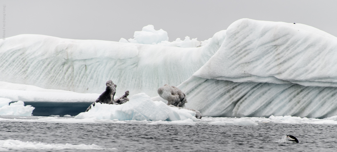 Antarctica - January 2017