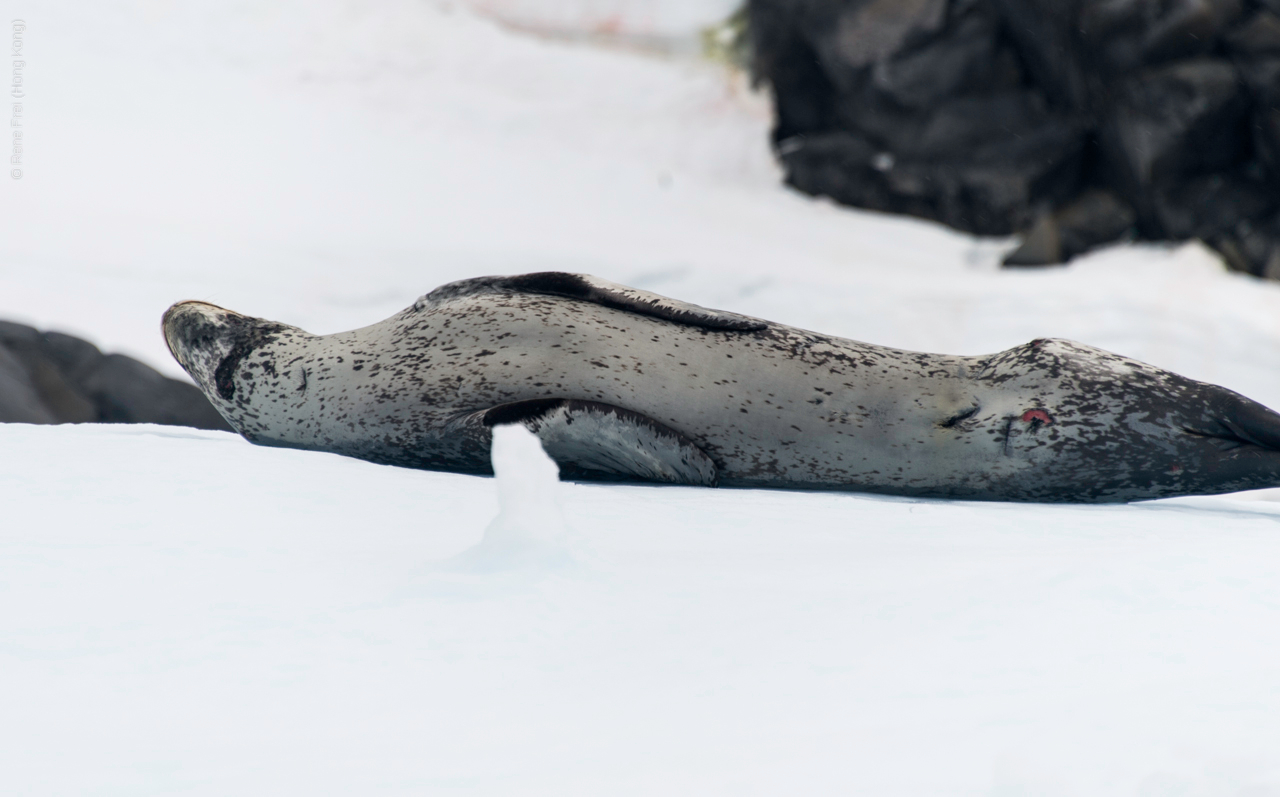 Antarctica - January 2017