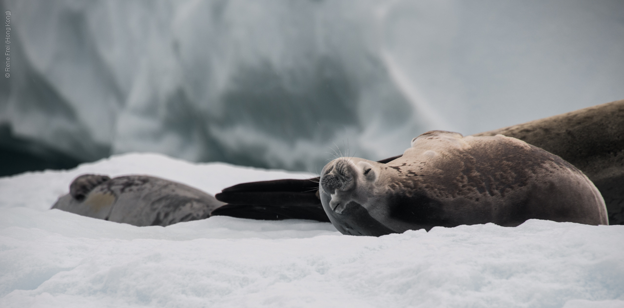 Antarctica - January 2017