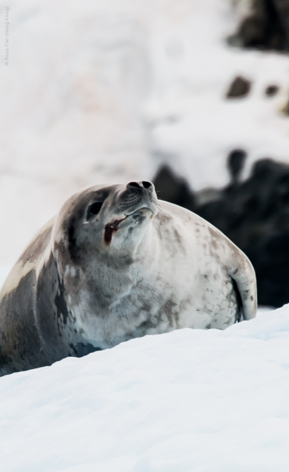 Antarctica - January 2017