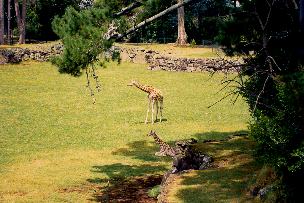 Auckland - New Zealand - early 1990's