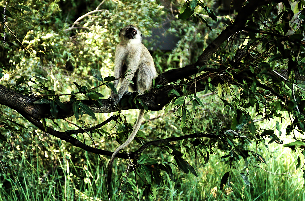 Botswana - Africa - 2008