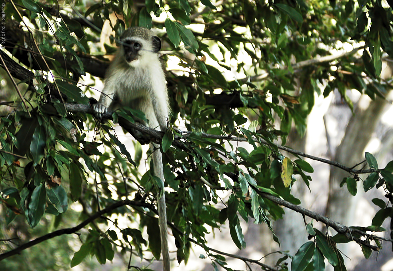 Botswana - Africa - 2008