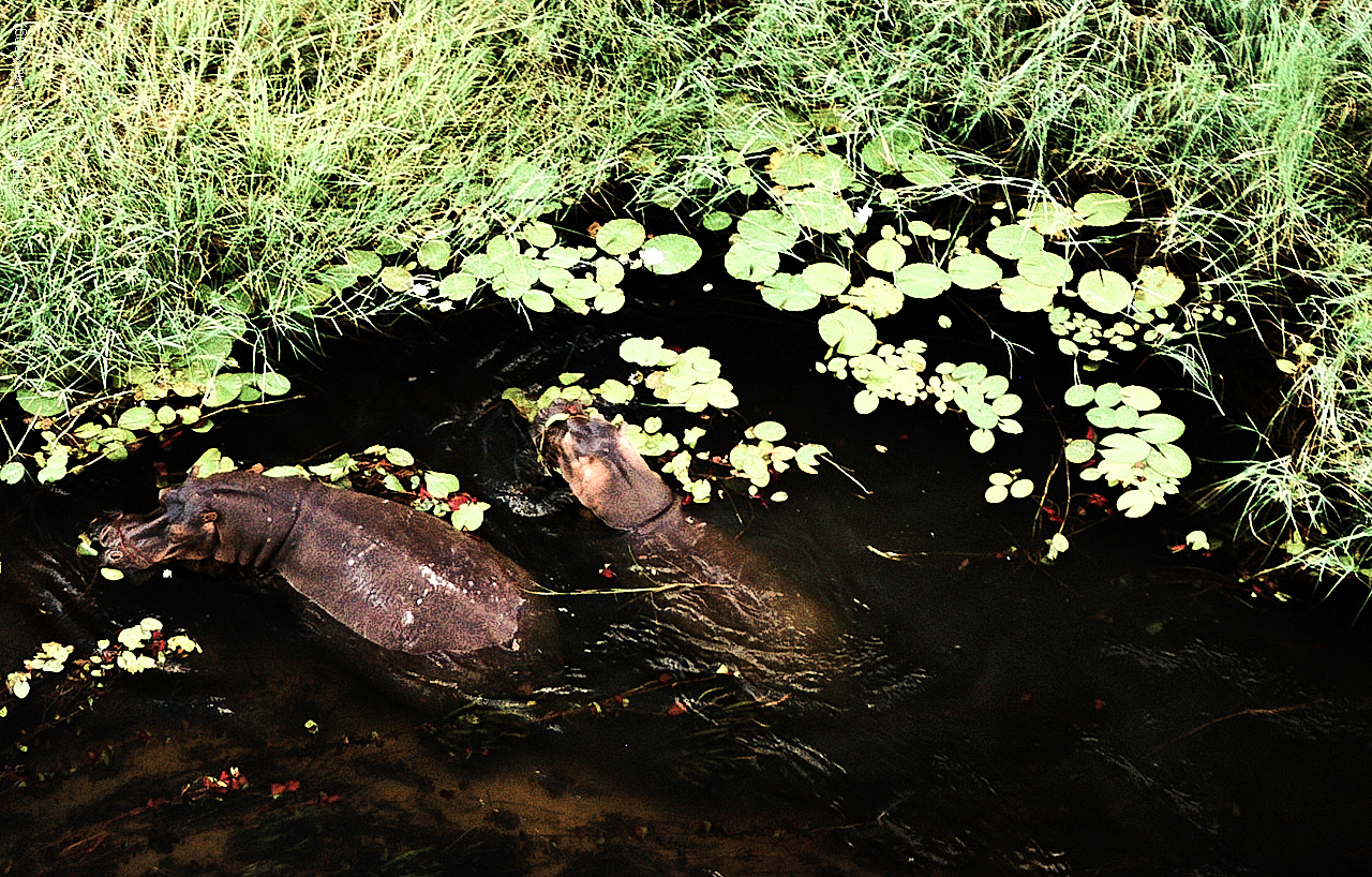 Botswana - Africa - 2008