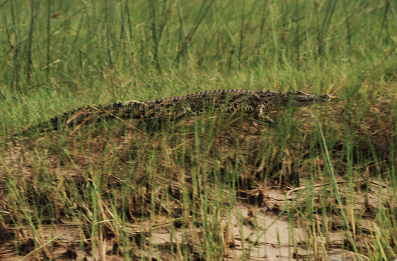 Botswana - Africa - 2008