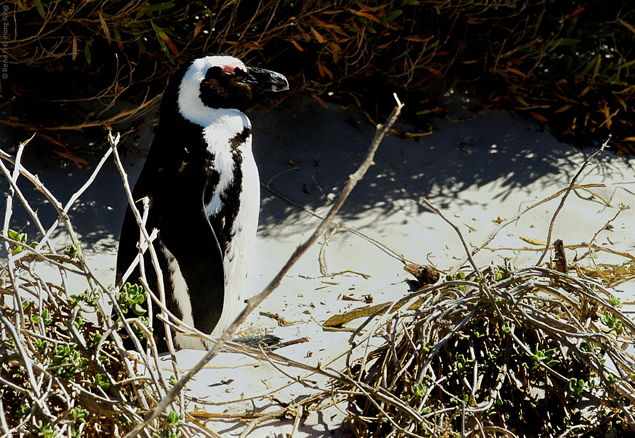 Capetown - South Africa - 2008