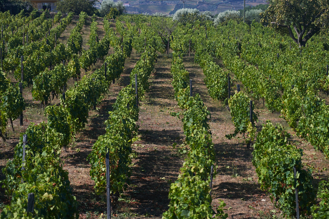 Douro Valley - Portugal - 2019