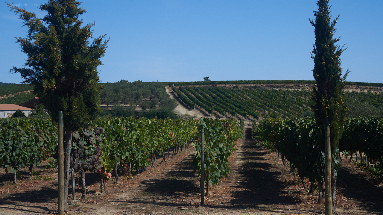 Douro Valley - Portugal - 2019