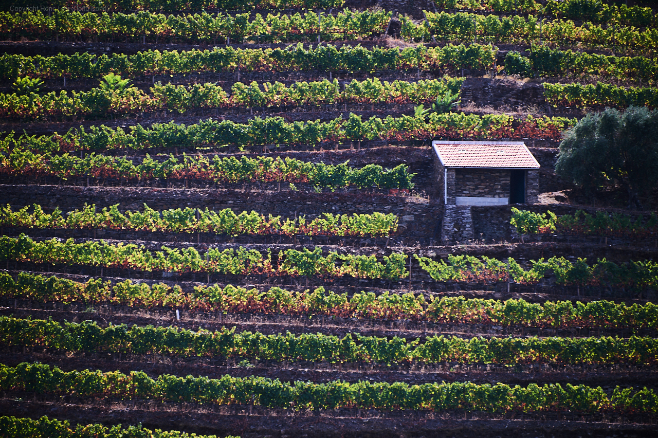 Douro Valley - Portugal - 2019