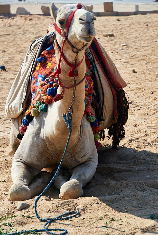 Egypt - North Africa - October 2024