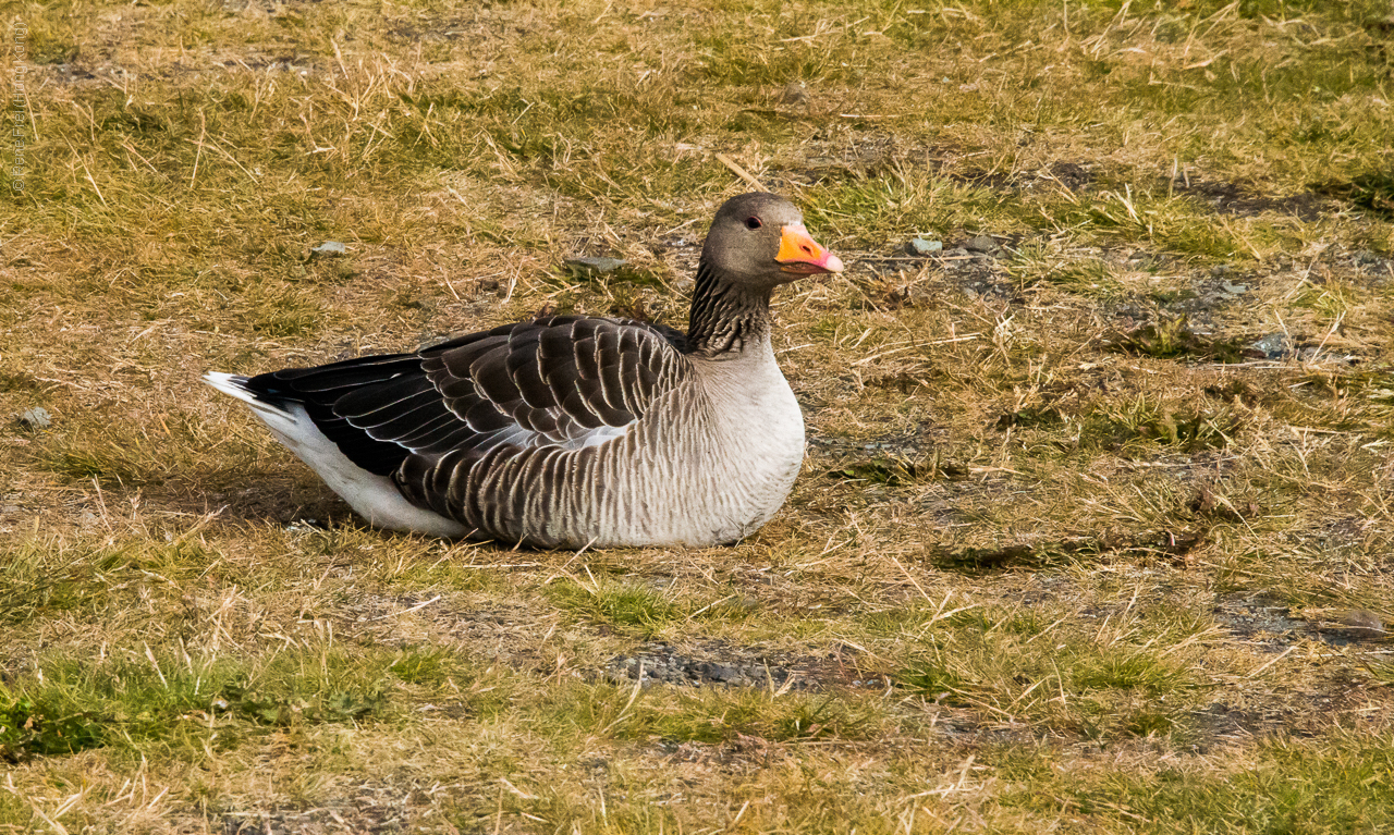 Flatey - Iceland - 2015