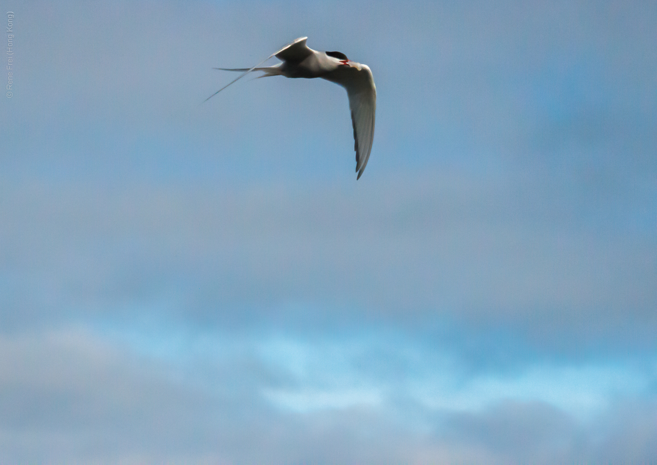 Flatey - Iceland - 2015