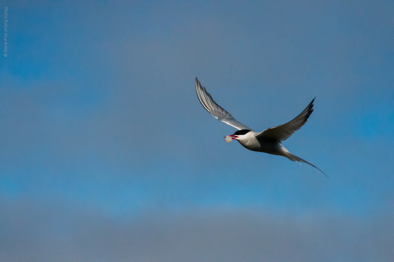 Flatey - Iceland - 2015