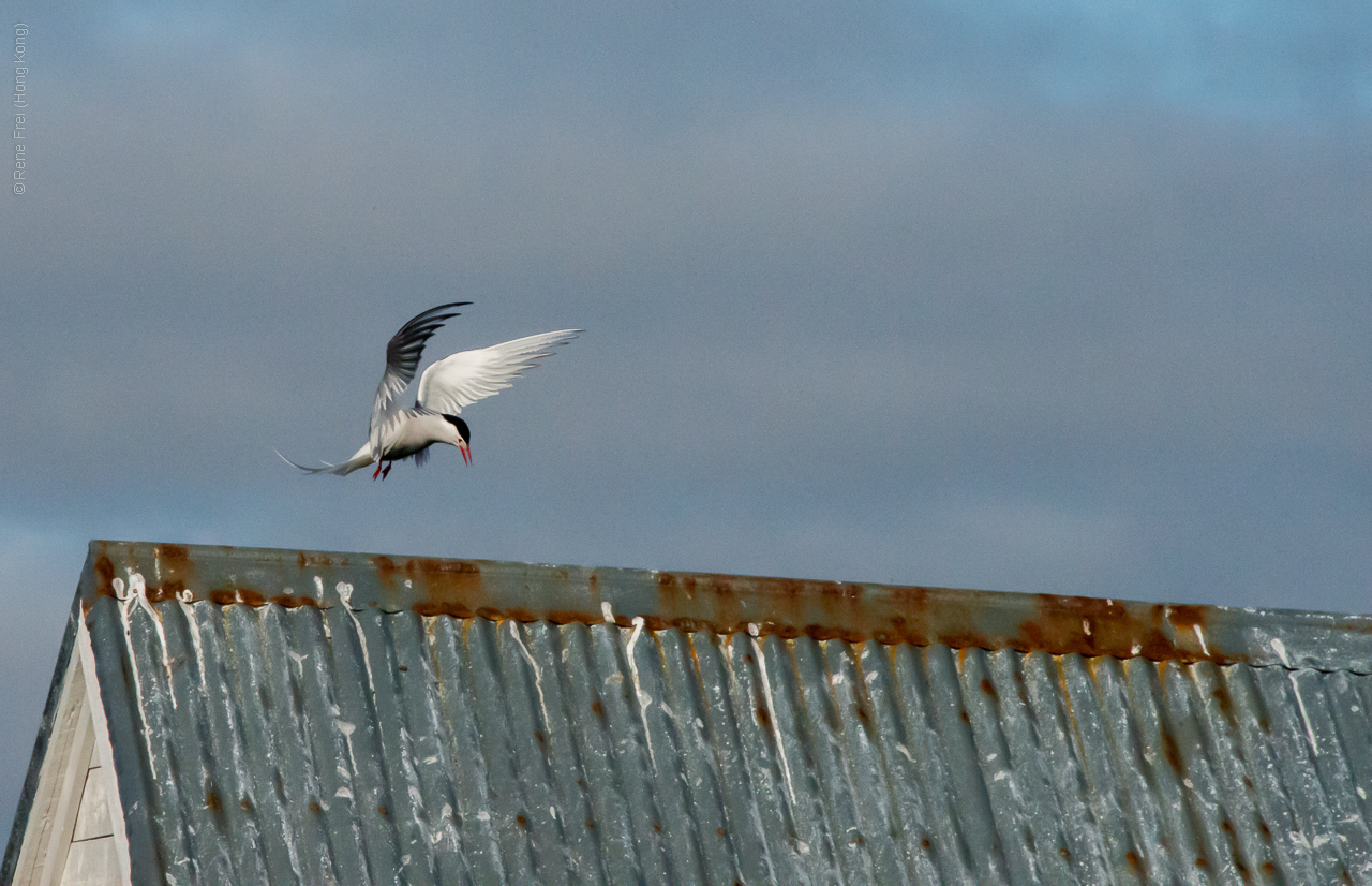 Flatey - Iceland - 2015