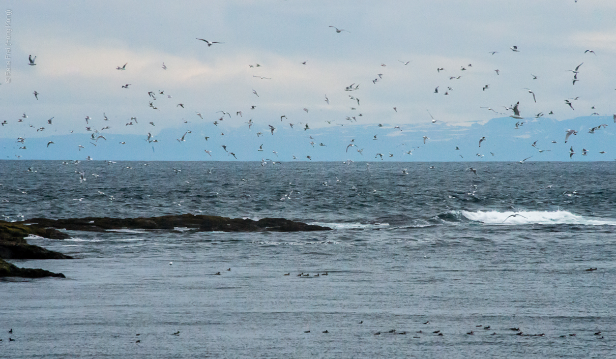 Grimsey - Iceland - 2015