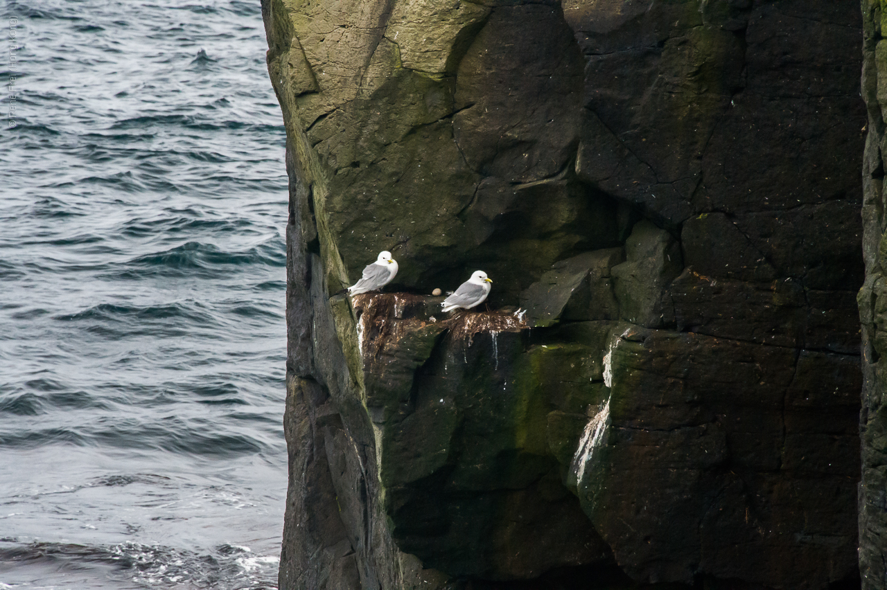 Grimsey - Iceland - 2015