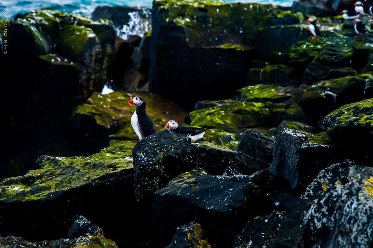 Grimsey - Iceland - 2015