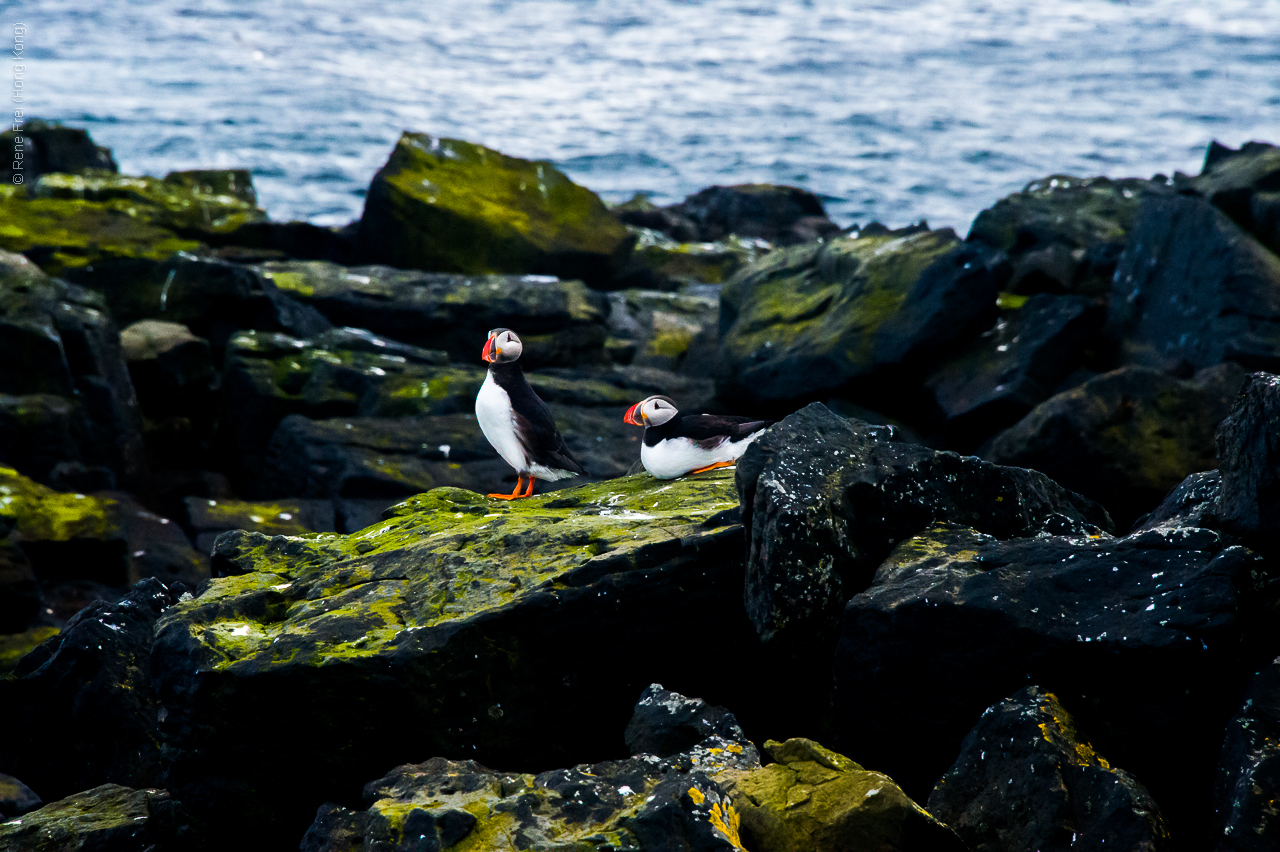 Grimsey - Iceland - 2015