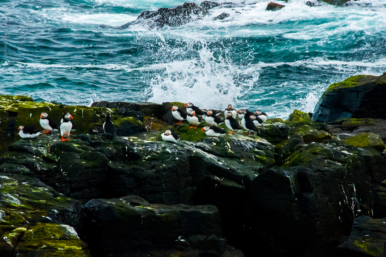 Grimsey - Iceland - 2015