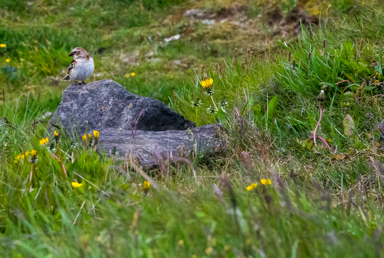 Grimsey - Iceland - 2015