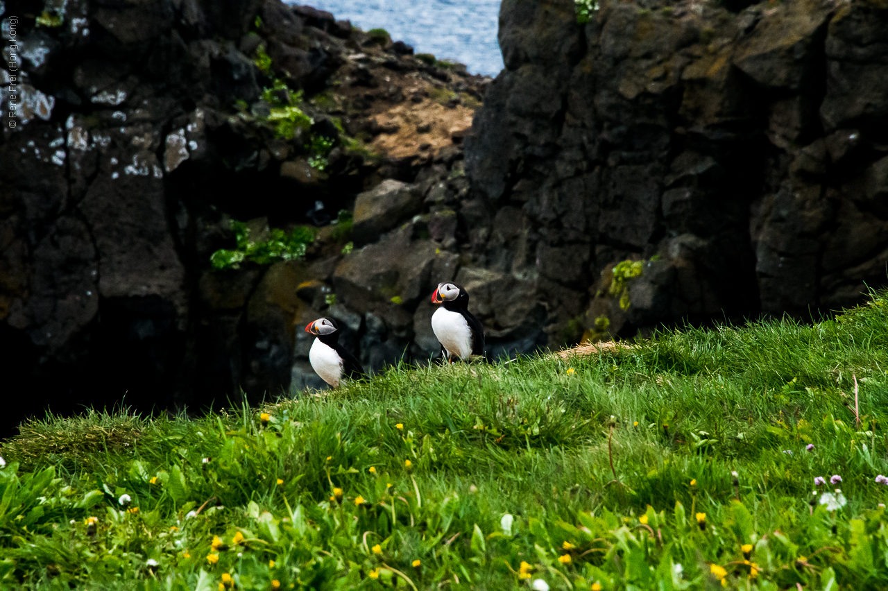 Grimsey - Iceland - 2015