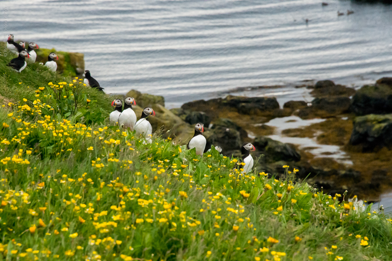 Grimsey - Iceland - 2015