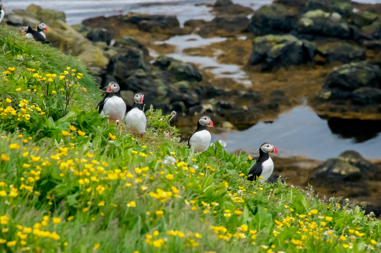 Grimsey - Iceland - 2015