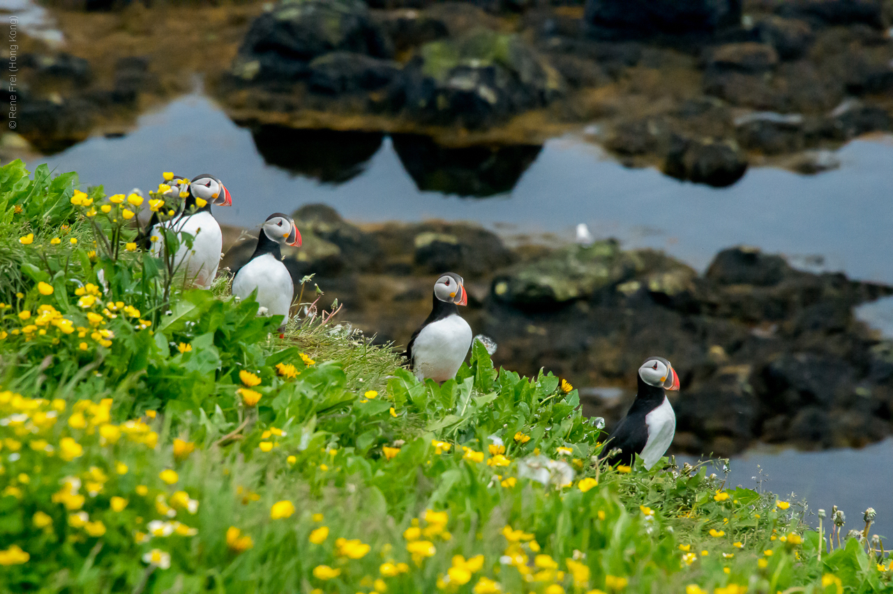 Grimsey - Iceland - 2015