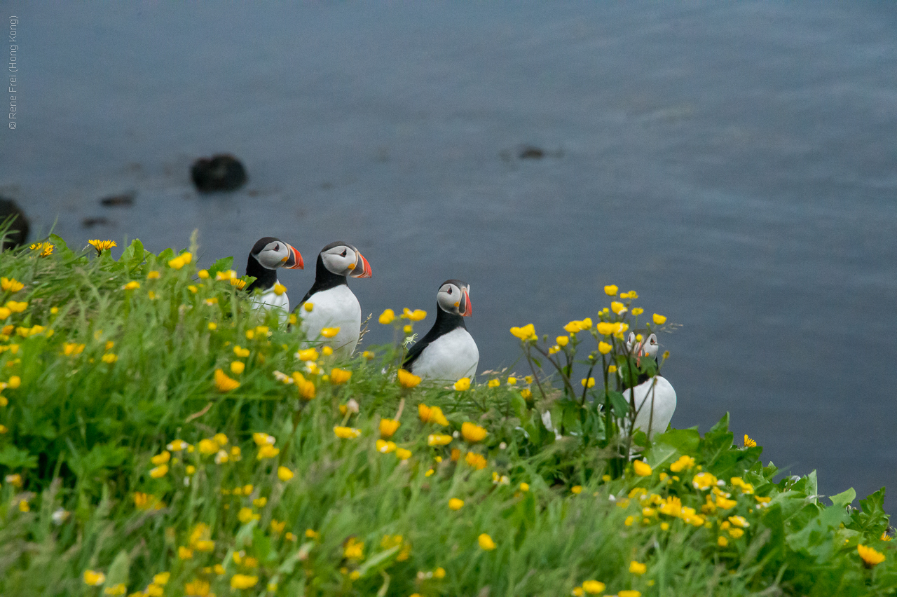 Grimsey - Iceland - 2015