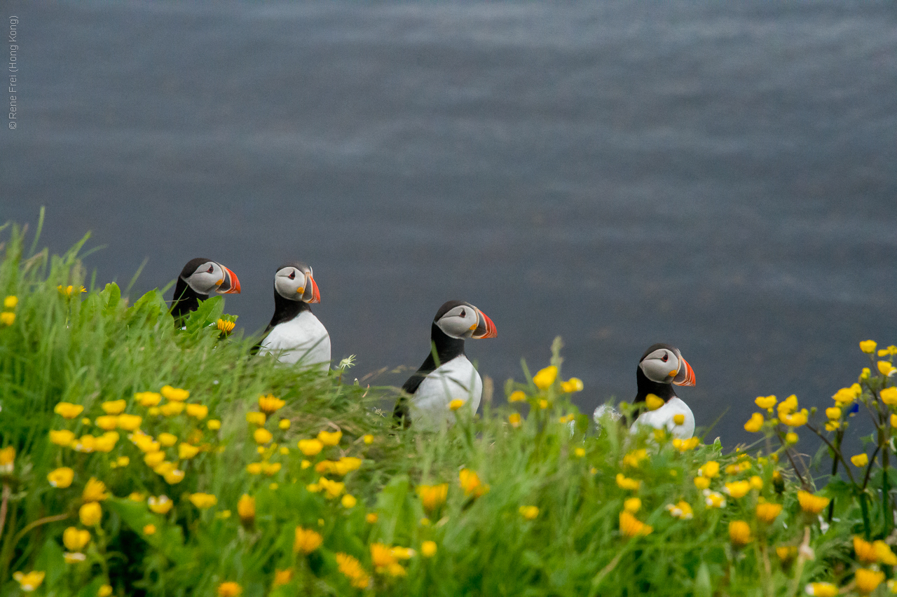 Grimsey - Iceland - 2015