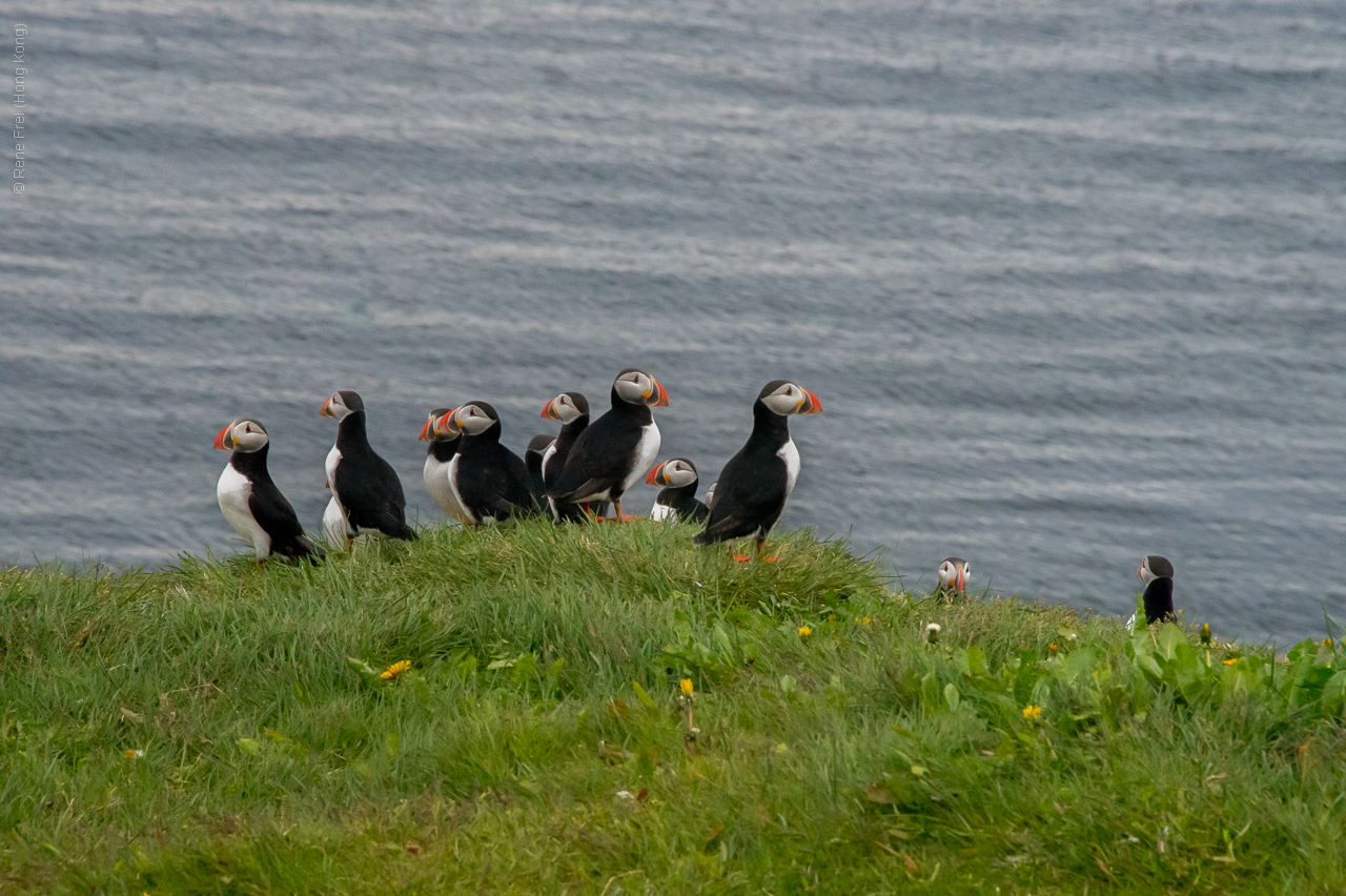 Grimsey - Iceland - 2015