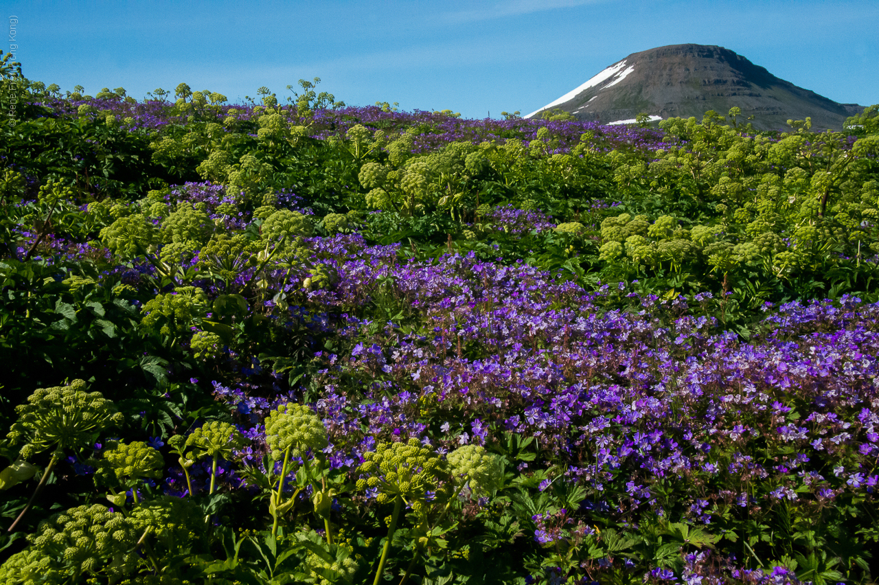 Hesteyri - Iceland - 2015