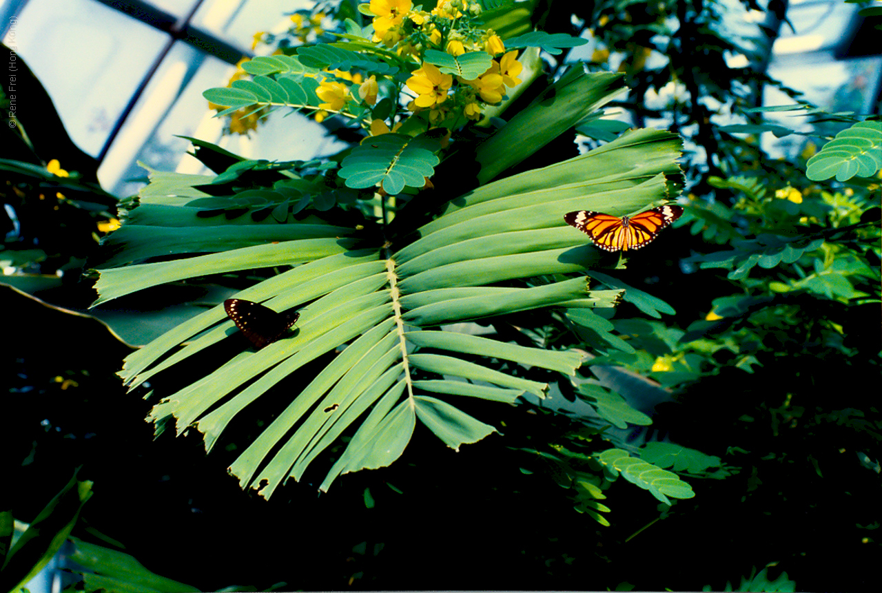 Hong Kong - SAR - early 1990s