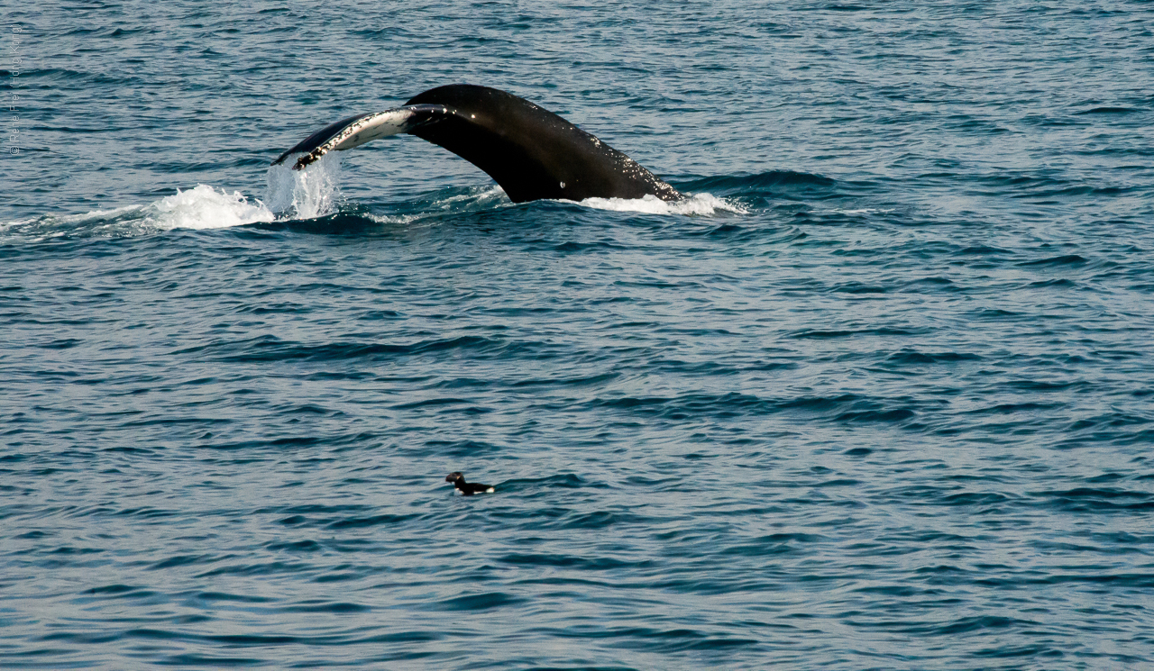 Husavik - Iceland - 2015