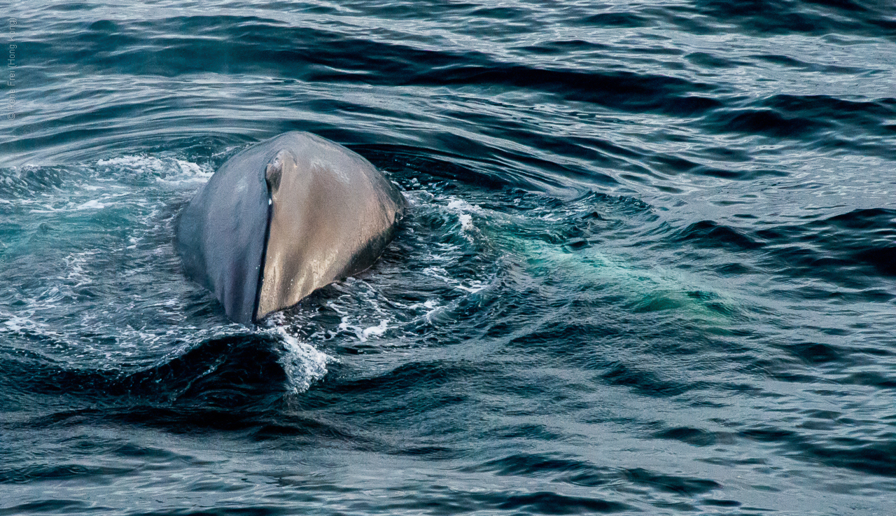 Husavik - Iceland - 2015