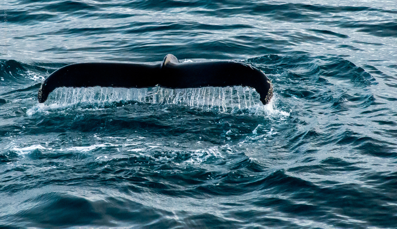 Husavik - Iceland - 2015