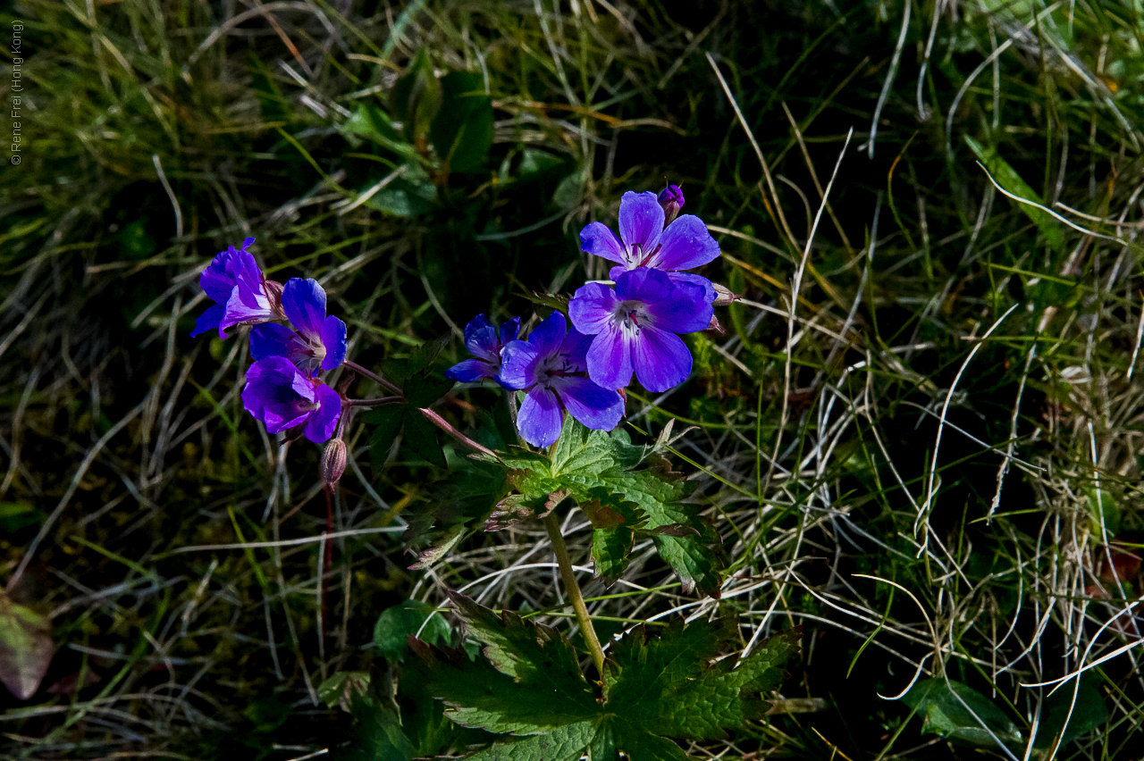 Iceland - 2015