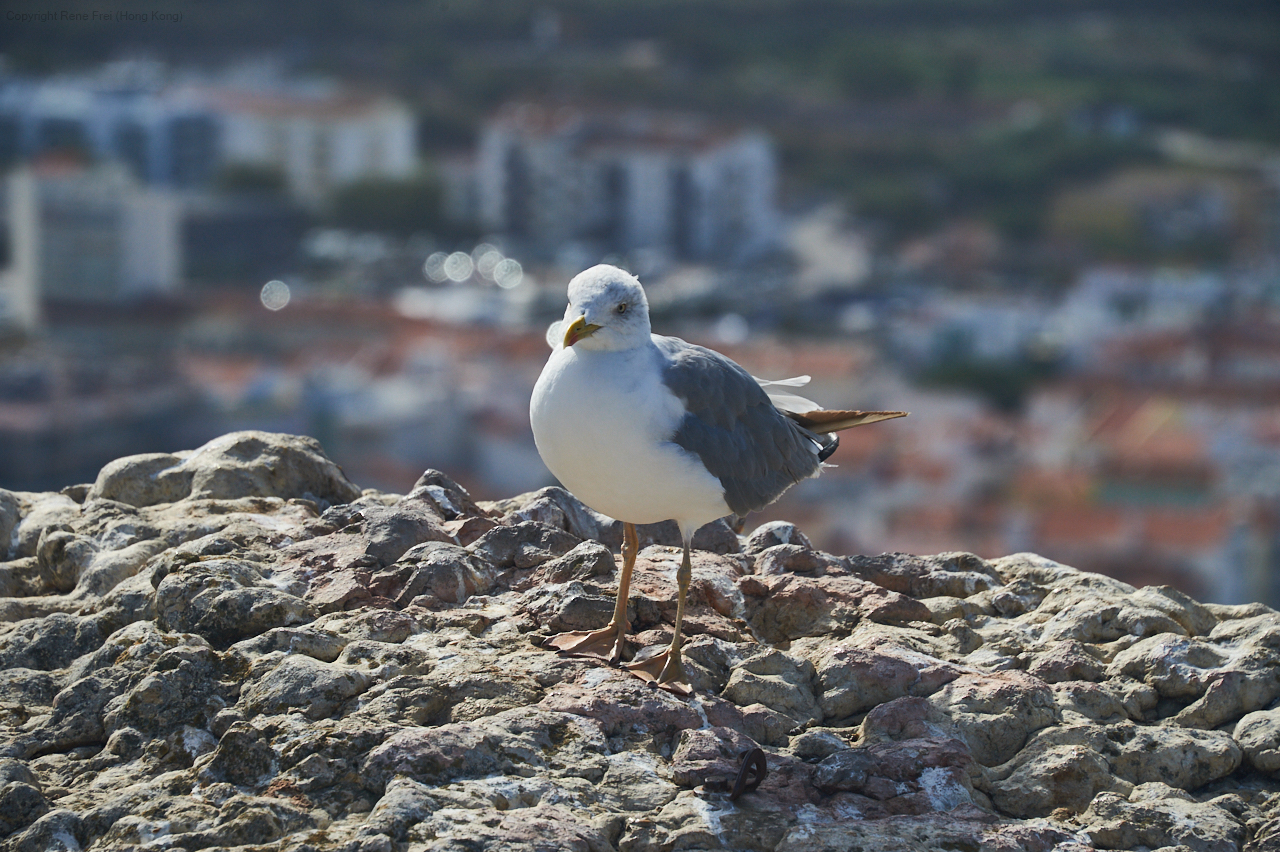 Lisbon - Portugal - September 2019