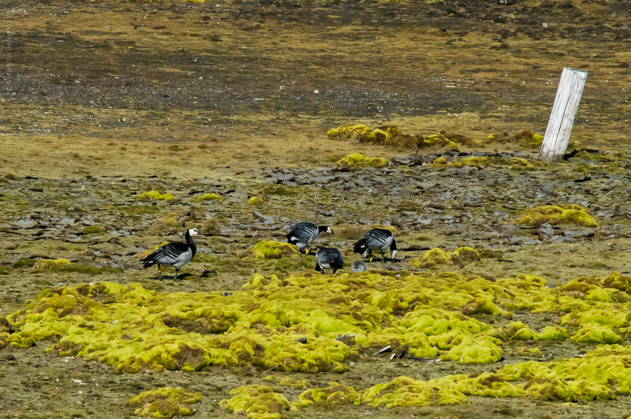  Ny-Alesund/Svalbad - Norway - 2015