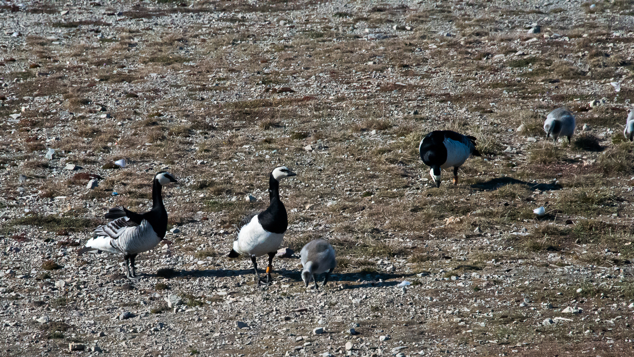  Ny-Alesund/Svalbad - Norway - 2015