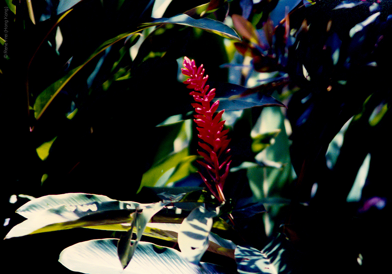 Palau - Micronesia - 1989